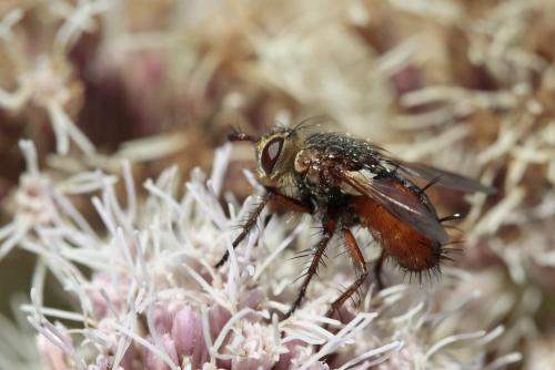 Réf. 211 363 : Tachina magnicornis